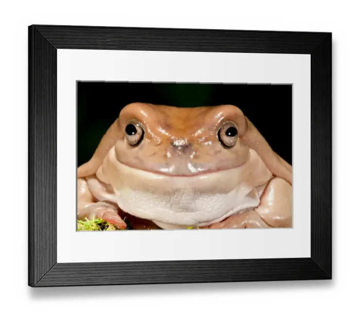 Framed Print : Whites Treefrog, Litoria caerulea, Native to Australia