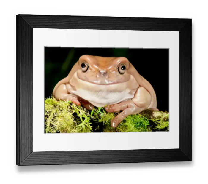 Framed Print : Whites Treefrog, Litoria caerulea, Native to Australia Framed Print : Whites Treefrog, Litoria caerulea, Native to Australia