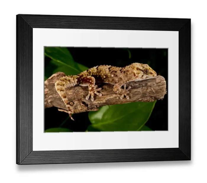 Framed Print : Bibrons Gecko, Pachydactylus bibroni, Native to Africa Framed Print : Bibrons Gecko, Pachydactylus bibroni, Native to Africa