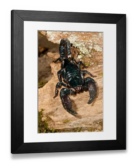 Framed Print : Emperor Scorpion, Pandinus imperator, Native to Africa