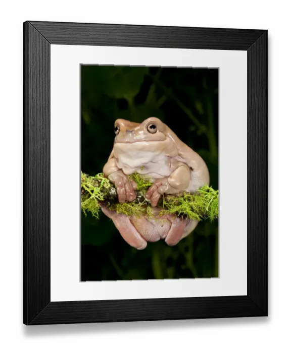 Framed Print : Whites Treefrog, Litoria caerulea, Native to Australia Framed Print : Whites Treefrog, Litoria caerulea, Native to Australia