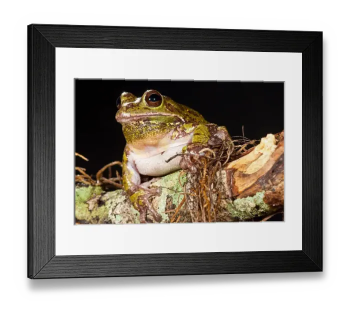 Framed Print : Barking Treefrog Hyla gratiosa Native to South Eastern US Framed Print : Barking Treefrog Hyla gratiosa Native to South Eastern US