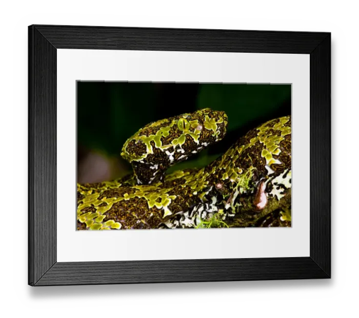 Framed Print : Mangshans Viper, Zhaoermia mangshanensis, Native to China Framed Print : Mangshans Viper, Zhaoermia mangshanensis, Native to China