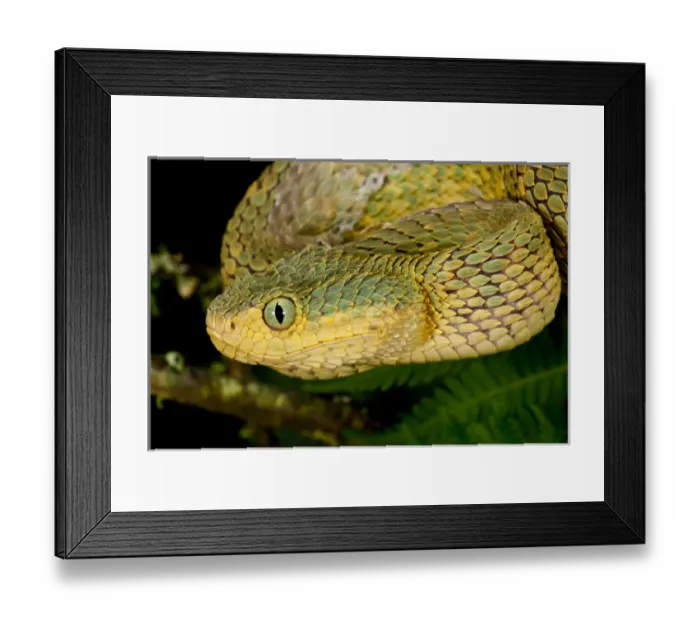Framed Print : Bush Viper, Atheris squamiger, Native to Eastern Africa