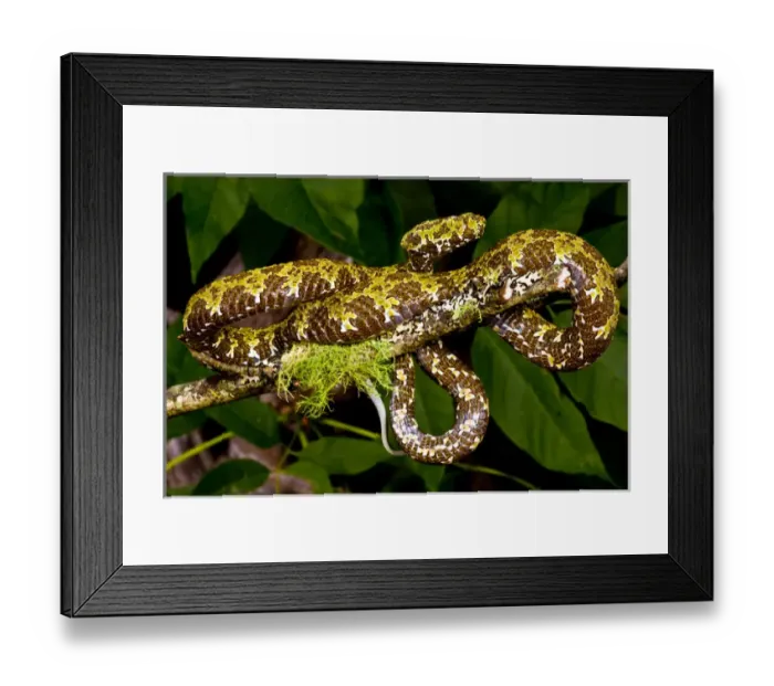 Framed Print : Mangshans Viper, Zhaoermia mangshanensis, Native to China Framed Print : Mangshans Viper, Zhaoermia mangshanensis, Native to China