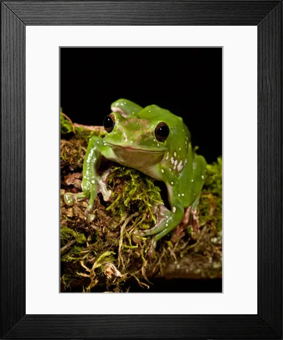 Framed Print : Giant Gliding Treefrog, Polypedates sp. Native to Vietnam