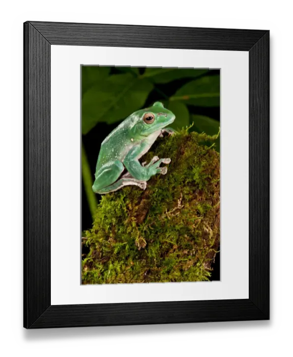 Framed Print : Giant Gliding Treefrog, Polypedates sp. Native to Vietnam Framed Print : Giant Gliding Treefrog, Polypedates sp. Native to Vietnam