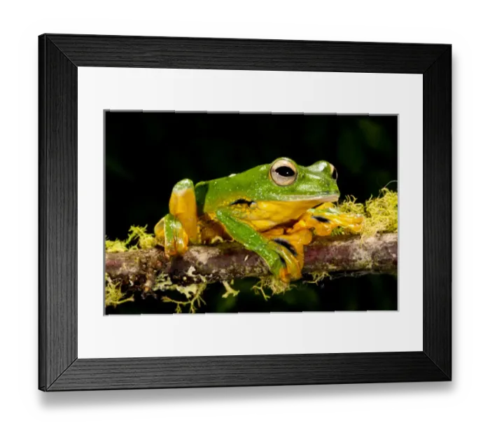 Framed Print : Giant Gliding Treefrog, Polypedates kio. Native to Vietnam