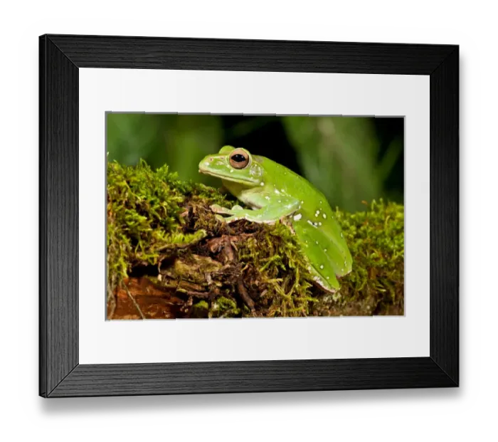 Framed Print : Giant Gliding Treefrog, Polypedates sp. Native to Vietnam Framed Print : Giant Gliding Treefrog, Polypedates sp. Native to Vietnam