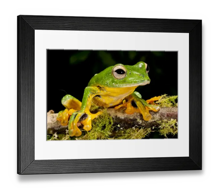 Framed Print : Giant Gliding Treefrog, Polypedates kio. Native to Vietnam