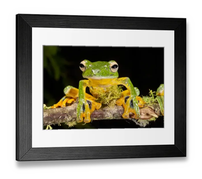 Framed Print : Giant Gliding Treefrog, Polypedates kio. Native to Vietnam Framed Print : Giant Gliding Treefrog, Polypedates kio. Native to Vietnam