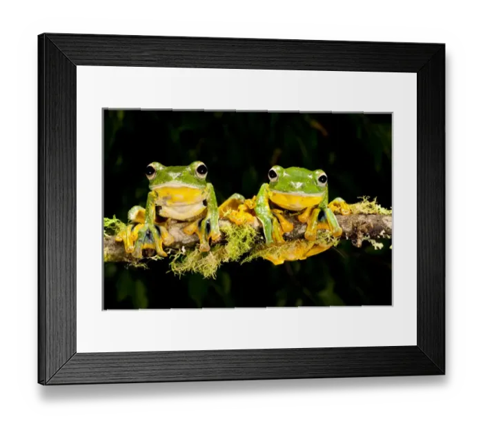 Framed Print : Giant Gliding Treefrog, Polypedates kio. Native to Vietnam Framed Print : Giant Gliding Treefrog, Polypedates kio. Native to Vietnam