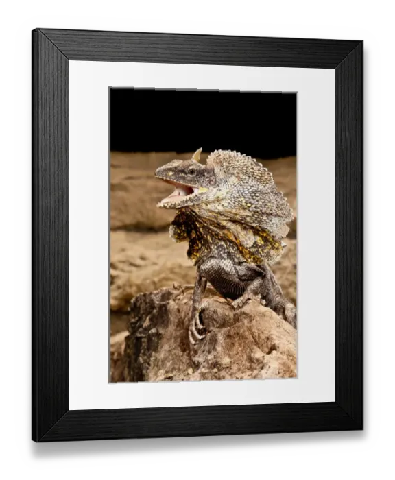 Framed Print : Frilled Lizard, Chalamydosaurus kingii, Native to New Guinea Framed Print : Frilled Lizard, Chalamydosaurus kingii, Native to New Guinea