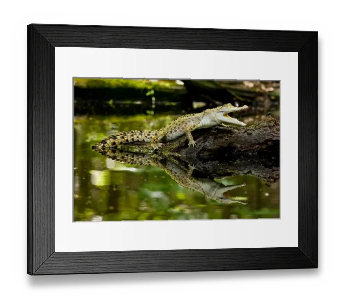 Framed Print : Salt Water Crocodile, Crocodylus porosus, Native to Australia Framed Print : Salt Water Crocodile, Crocodylus porosus, Native to Australia
