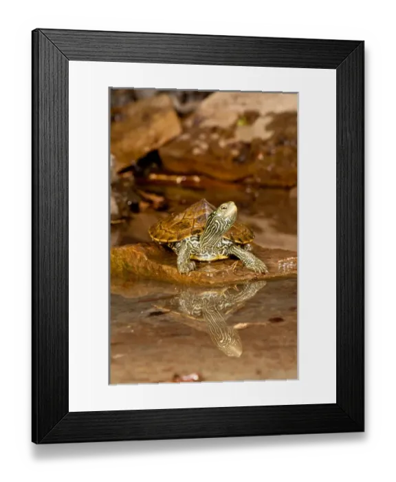 Framed Print : MapTurtle, Graptemys geographica, Native to Northeastern US Framed Print : MapTurtle, Graptemys geographica, Native to Northeastern US