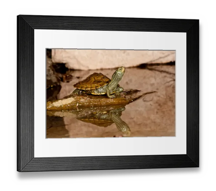 Framed Print : MapTurtle, Graptemys geographica, Native to Northeastern US Framed Print : MapTurtle, Graptemys geographica, Native to Northeastern US