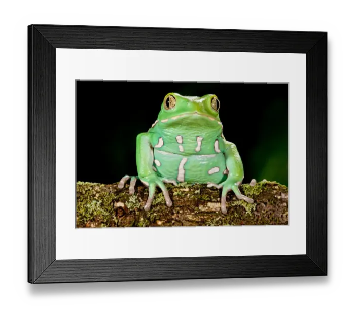 Framed Print : Painted Monkey Frog, Phyllomedusa savaugii, Native to Paraguay