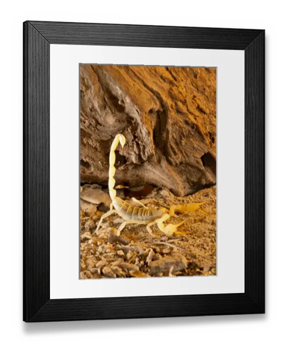 Framed Print : Yellow Sand Scorpion, Smeringenus mesaensis, Native to Africa