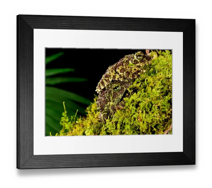 Framed Print : Vietnamese Mossy Frog, Theloderma corticale, Native to Vietnam Framed Print : Vietnamese Mossy Frog, Theloderma corticale, Native to Vietnam