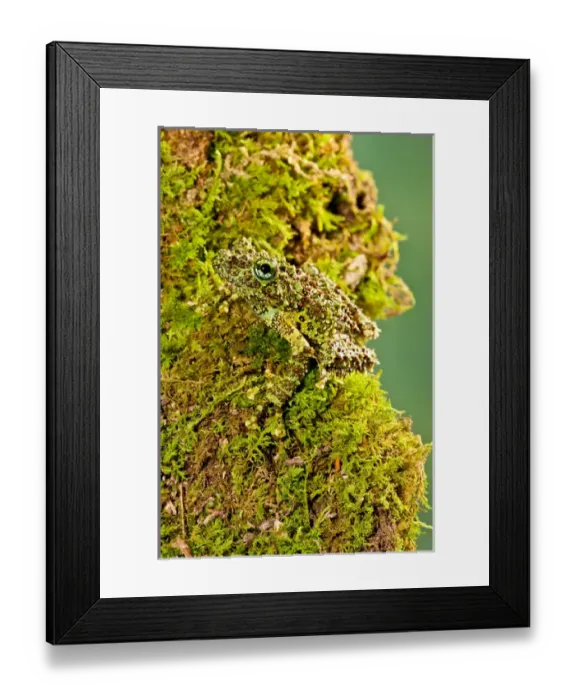 Framed Print : Vietnamese Mossy Frog, Theloderma corticale, Native to Vietnam