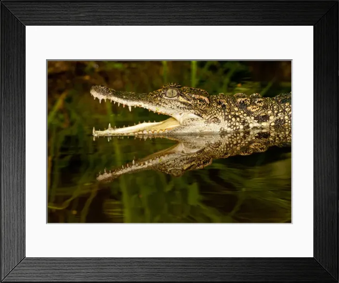 Framed Print : Siamese Crocodile, Crocodylus siamensis, Native to Indonesia