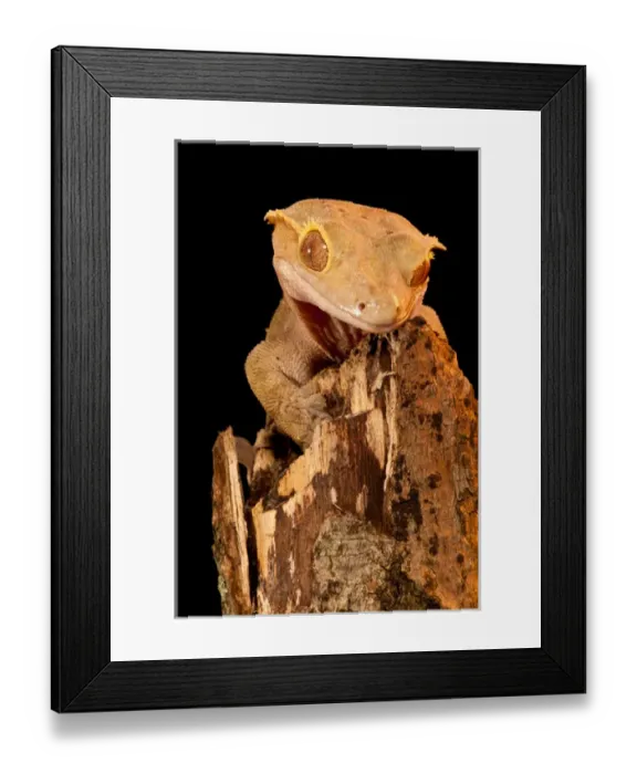Framed Print : Crested Gecko, Rhacodactylus ciliatus, Native to New Caledonia Framed Print : Crested Gecko, Rhacodactylus ciliatus, Native to New Caledonia