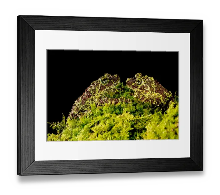 Framed Print : Vietnamese Mossy Frog, Theloderma corticale, Native to Vietnam Framed Print : Vietnamese Mossy Frog, Theloderma corticale, Native to Vietnam