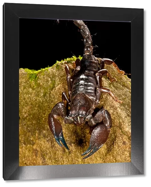 Red Claw Emperor Scorpion, Pandinus cavimanus, Native to Africa