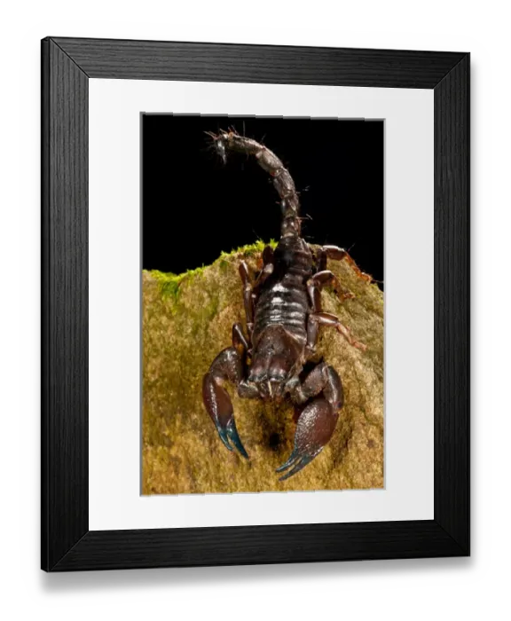 Framed Print : Red Claw Emperor Scorpion, Pandinus cavimanus, Native to Africa Framed Print : Red Claw Emperor Scorpion, Pandinus cavimanus, Native to Africa
