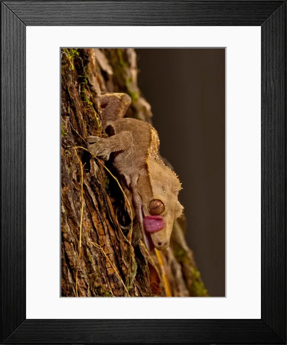 Framed Print : Crested Gecko, Rhacodactylus ciliatus, Native to New Caledonia