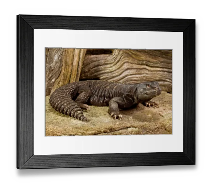 Framed Print : Mali Uromastyx, Uromastyx maliensis, Native to Northern Africa