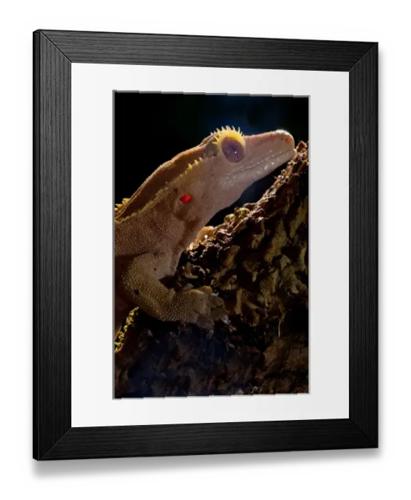 Framed Print : Crested Gecko, Rhacodactylus ciliatus, Native to New Caledonia