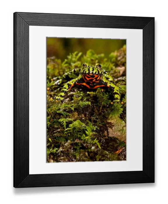 Framed Print : Fire Belly Toad Bombina orientalis Native to Korea and NE China Framed Print : Fire Belly Toad Bombina orientalis Native to Korea and NE China