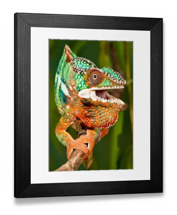 Framed Print : Rainbow Panther Chameleon, Fucifer pardalis, Native to Madagascar