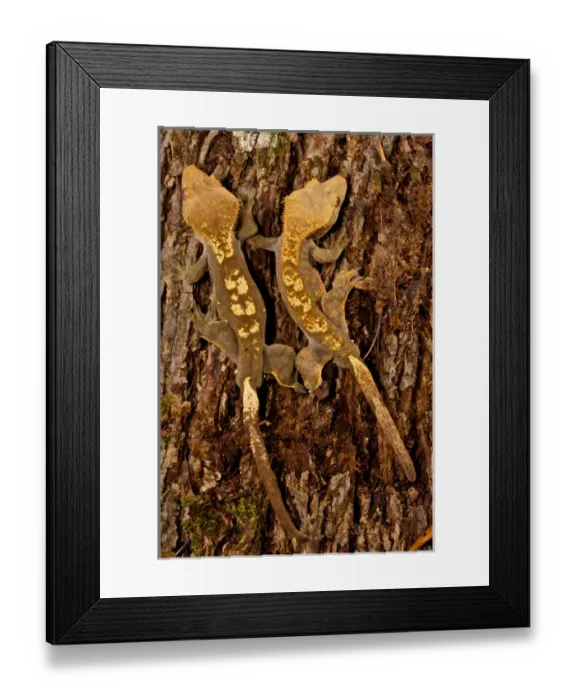Framed Print : Crested Gecko, Rhacodactylus ciliatus, Native to New Caledonia