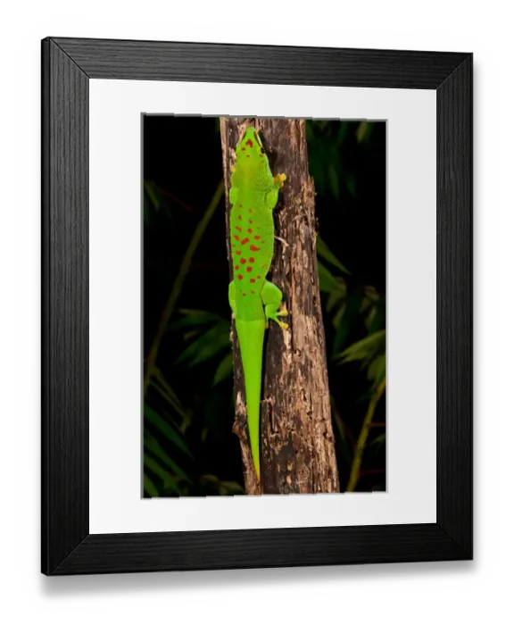 Framed Print : Giant Day Gecko, Phelsuma madagascariensis, Native to Madagascar