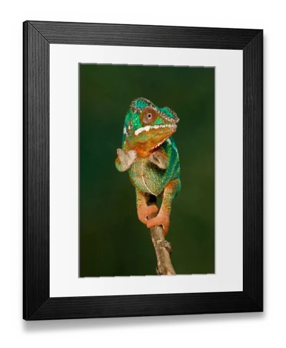 Framed Print : Rainbow Panther Chameleon, Fucifer pardalis, Native to Madagascar Framed Print : Rainbow Panther Chameleon, Fucifer pardalis, Native to Madagascar