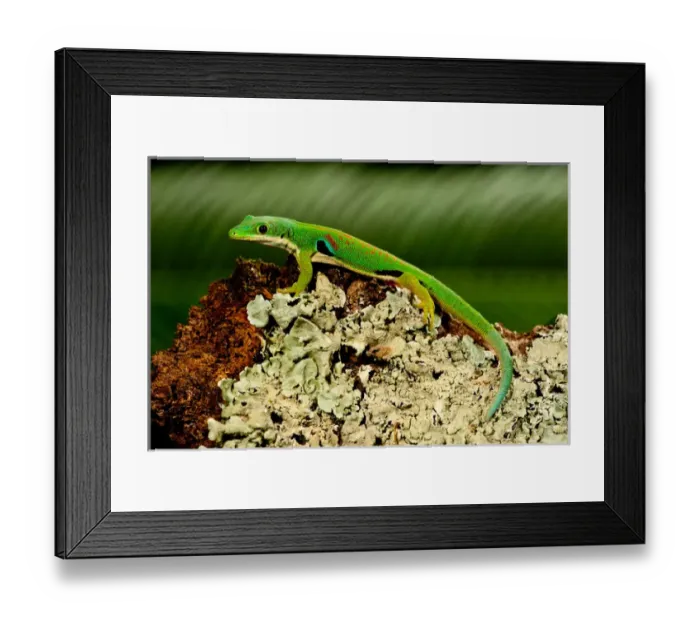 Framed Print : 4 Spot Day Gecko, Phelsuma quadriocellata, Native to Madagascar Framed Print : 4 Spot Day Gecko, Phelsuma quadriocellata, Native to Madagascar