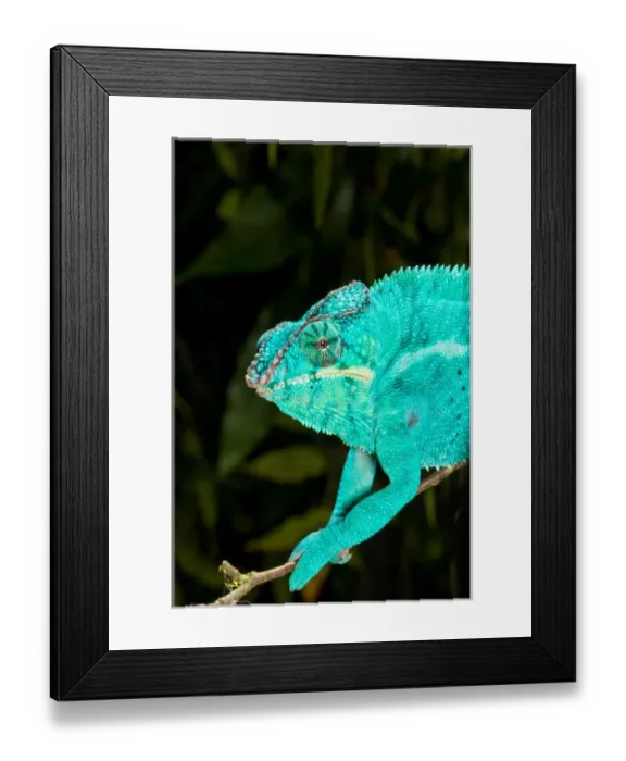 Framed Print : Rainbow Panther Chameleon, Fucifer pardalis, Native to Madagascar Framed Print : Rainbow Panther Chameleon, Fucifer pardalis, Native to Madagascar