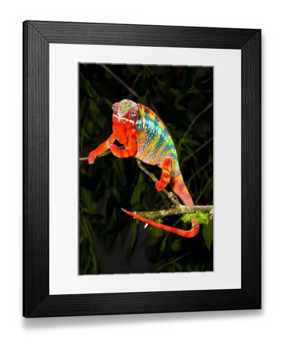 Framed Print : Rainbow Panther Chameleon, Fucifer pardalis, Native to Madagascar Framed Print : Rainbow Panther Chameleon, Fucifer pardalis, Native to Madagascar