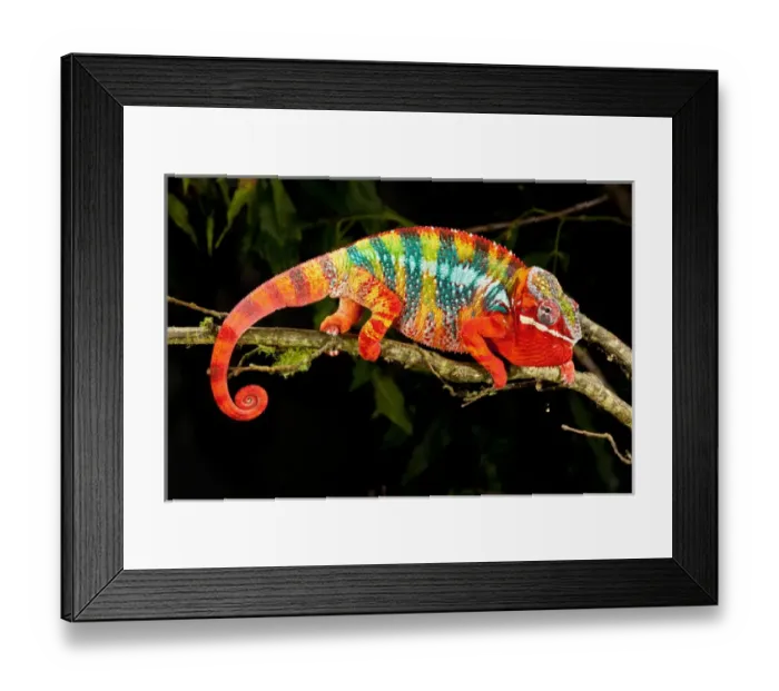 Framed Print : Rainbow Panther Chameleon, Fucifer pardalis, Native to Madagascar Framed Print : Rainbow Panther Chameleon, Fucifer pardalis, Native to Madagascar