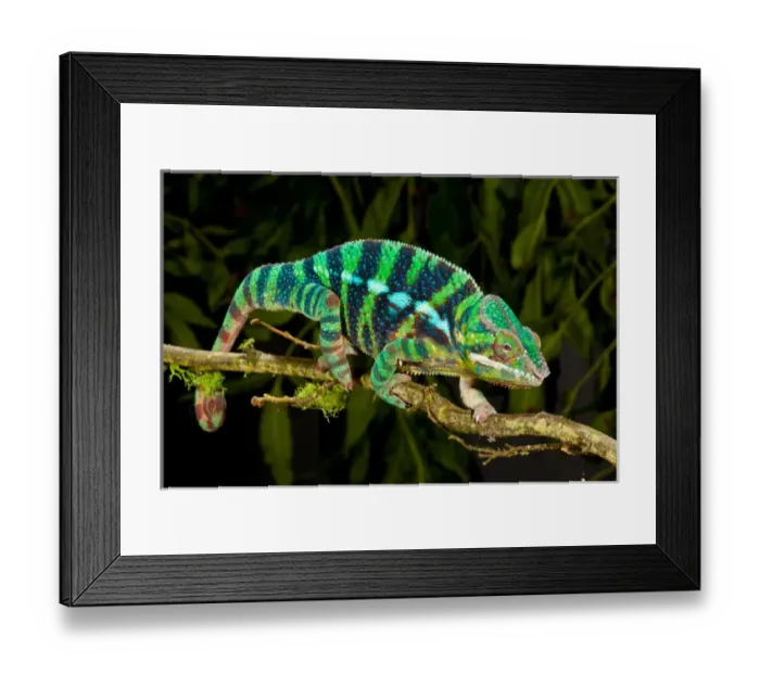 Framed Print : Rainbow Panther Chameleon, Fucifer pardalis, Native to Madagascar Framed Print : Rainbow Panther Chameleon, Fucifer pardalis, Native to Madagascar