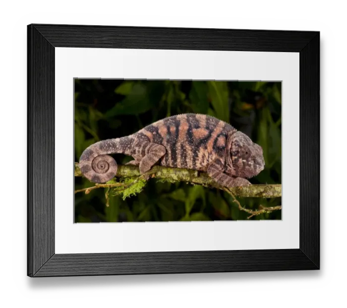 Framed Print : Rainbow Panther Chameleon, Fucifer pardalis, Native to Madagascar