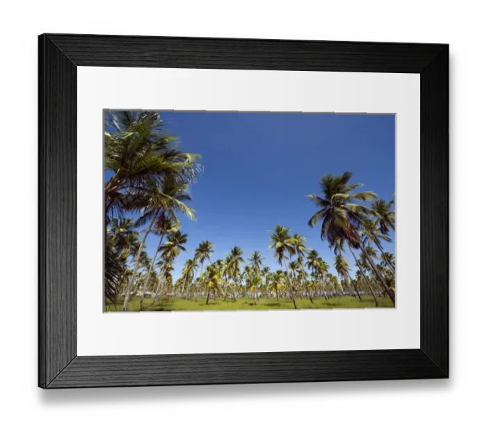 Framed Print : Brazil, Pernambuco, Porto de Galinhas, palm tree field