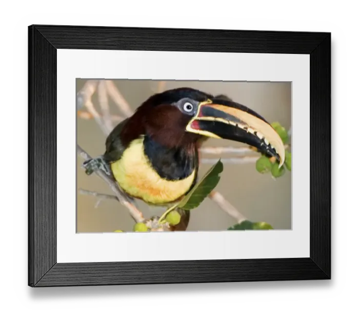Framed Print : South America, Brazil. Chestnut-eared aracari in the Pantanal wetlands. Credit as Framed Print : South America, Brazil. Chestnut-eared aracari in the Pantanal wetlands. Credit as