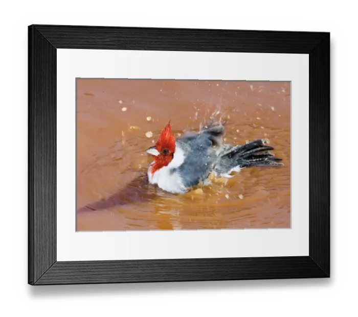 Framed Print : South America, Brazil, Pantanal. Red-crested cardinal taking a bath Framed Print : South America, Brazil, Pantanal. Red-crested cardinal taking a bath