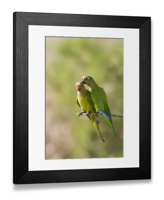 Framed Print : South America, Brazil, Pantanal. Two peach-fronted parakeets on limb Framed Print : South America, Brazil, Pantanal. Two peach-fronted parakeets on limb