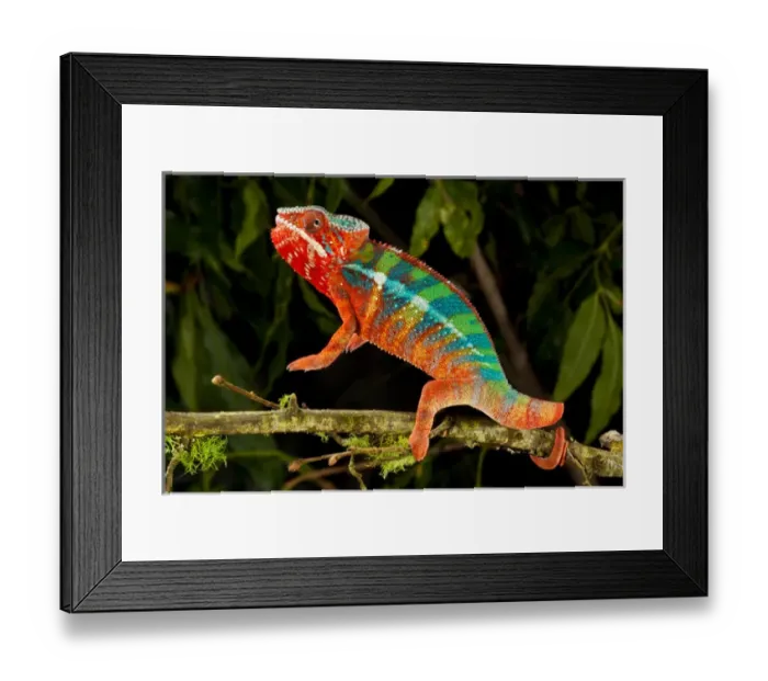 Framed Print : Rainbow Panther Chameleon, Fucifer pardalis, Native to Madagascar Framed Print : Rainbow Panther Chameleon, Fucifer pardalis, Native to Madagascar