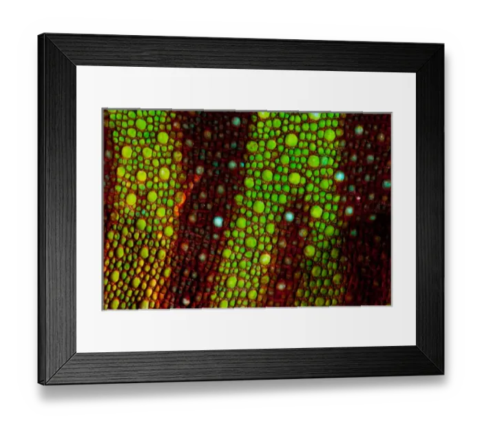Framed Print : Rainbow Panther Chameleon, Fucifer pardalis, Native to Madagascar Framed Print : Rainbow Panther Chameleon, Fucifer pardalis, Native to Madagascar