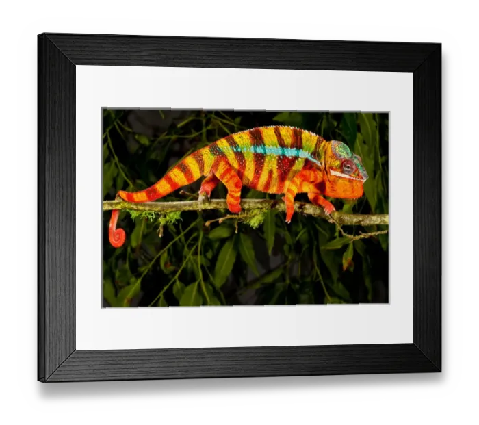 Framed Print : Rainbow Panther Chameleon, Fucifer pardalis, Native to Madagascar Framed Print : Rainbow Panther Chameleon, Fucifer pardalis, Native to Madagascar